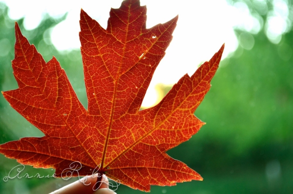 Points of View: Maple Leaf